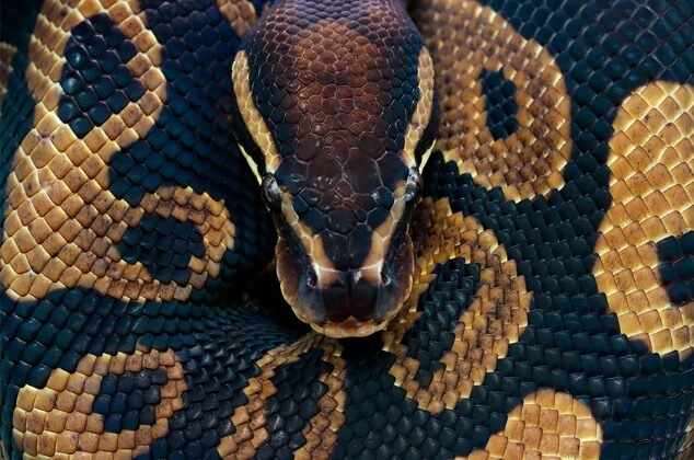 змийска мас