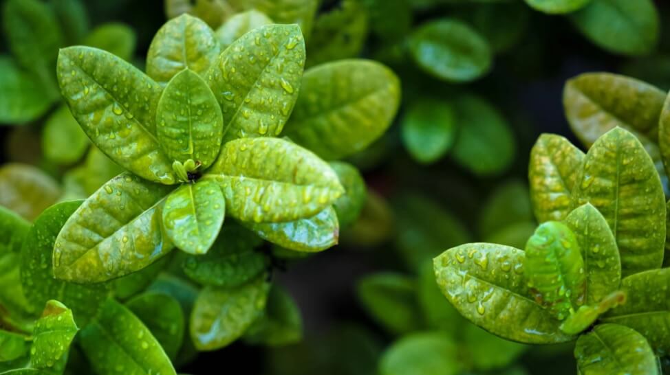 натурални екстракти